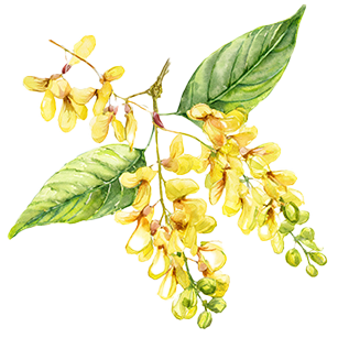 Laburnum