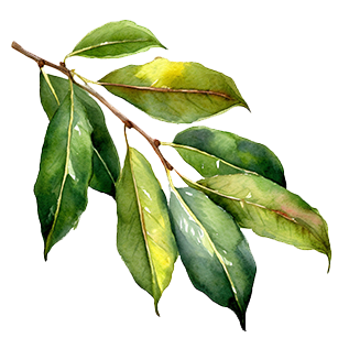 Laurus