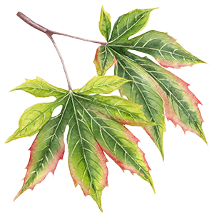 Liquidambar