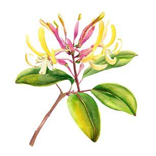 Lonicera