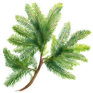 Metasequoia