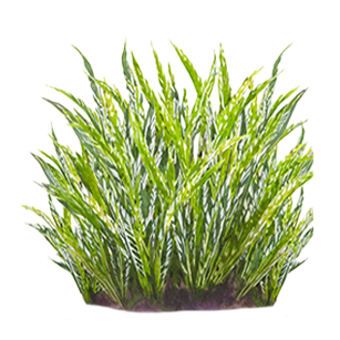 Miscanthus Plants