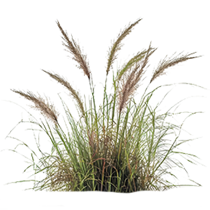 Molinia Plants