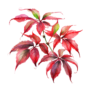 Parthenocissus
