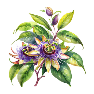Passiflora