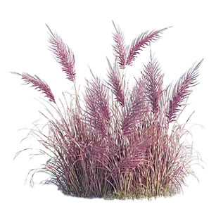 Pennisetum Plants