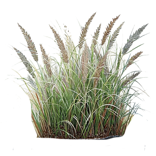 Phalaris Plants