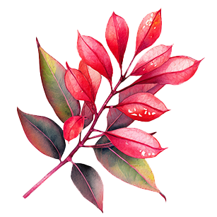 Photinia