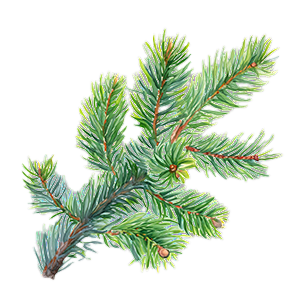 Picea