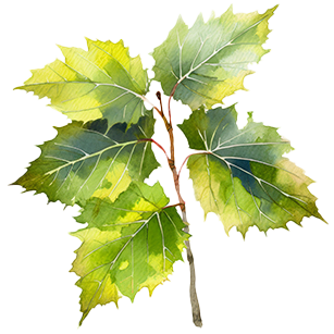 Platanus