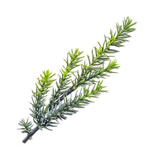 Podocarpus