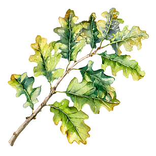 Quercus
