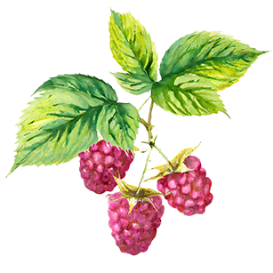 Raspberry Canes
