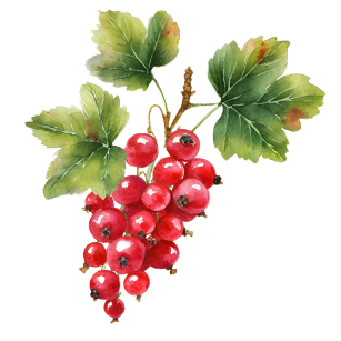 Redcurrant Plants