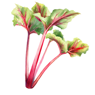 Rhubarb Plants
