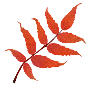 Rhus
