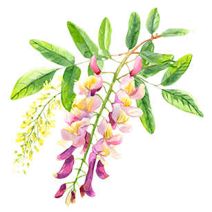 Robinia