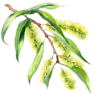 Salix