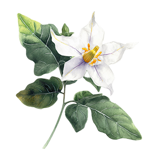 Solanum