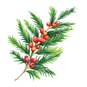 Taxus