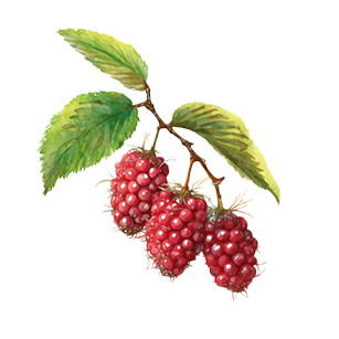Tayberry Plants