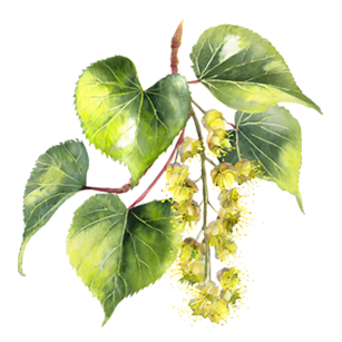 Tilia