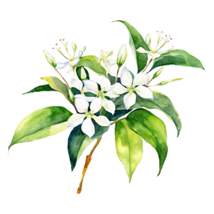 Trachelospermum