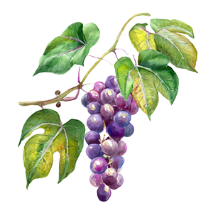 Vitis