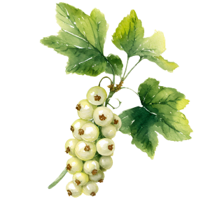 Whitecurrant Plants