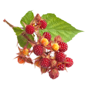 Wineberry Plants