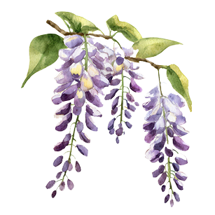Wisteria