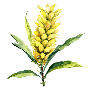 Cytisus