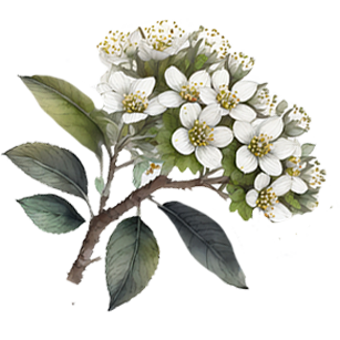 Olearia