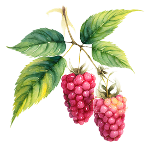 Loganberry Plants