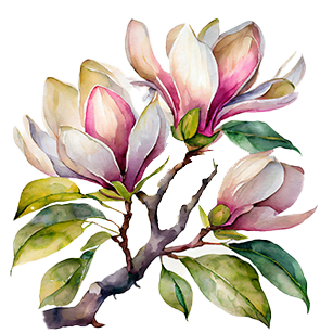 Magnolia 