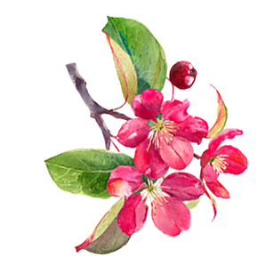 Malus