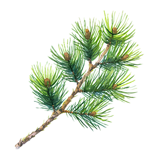 Pinus