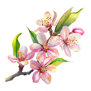 Prunus