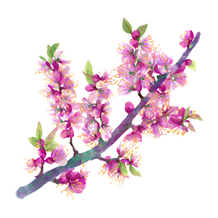 Prunus