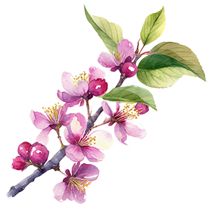 Prunus