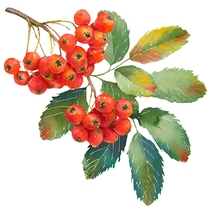 Sorbus