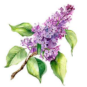 Syringa