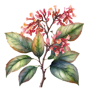 Abelia