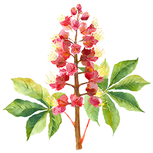 Aesc Tree Hebe 'Green Globe' | Mail Order Trees