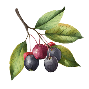 Amelanchier 