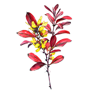 Berberis