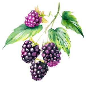 Blackberry Plants