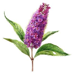 Butterfly Bushes