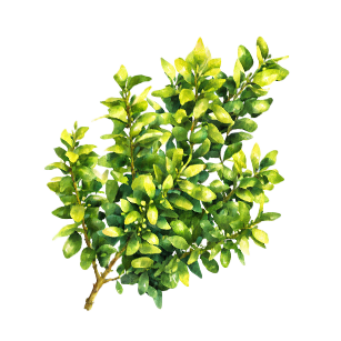 Buxus