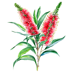 Callistemon
